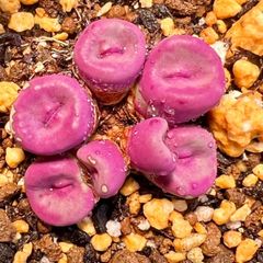 コノフィツム　希少全体紫色　パゲアエ C.pageae SH2736 near Rietpoort 7頭群生　多肉植物 メセン 抜き苗 メルカリ便