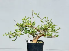 2025年最新】ボスウェリア ネグレクタの人気アイテム - メルカリ