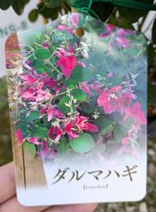 処分品】ハイドランジア マジカルレッドアメジスト - メルカリ