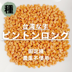 【種】台湾ナス　ピントンロング　屏東長茄　農薬不使用　30粒