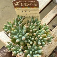 M Masumii様専用❣️虹の玉❣️真っ赤か❣️札付き❗️多肉植物 抜き苗 - メルカリ