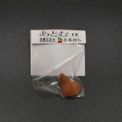 切花長持ち あとむα　生花用 花瓶に