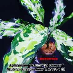 2023年最新】aglaonema pictumの人気アイテム - メルカリ