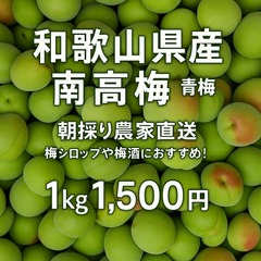 和歌山県産  朝採り南高梅   約1kg