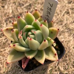 アガボイデス　ルメール　抜き苗　多肉植物　モフ多肉　エケベリア