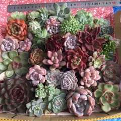 No.527 ❁エリークイーン❁ カット苗 多肉植物 寄せ植え No.527 ❁エリークイーン❁ カット苗 多肉植物 寄せ植え