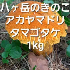 乾燥キノコ　セット　アカヤマドリ　香茸　ヤマドリタケモドキ 天然きのこセット♩アカヤマドリ ヤマドリタケモドキ タマゴタケ