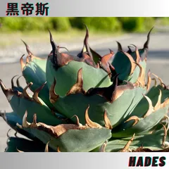 2024年最新】agave titanota hadesの人気アイテム - メルカリ