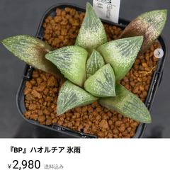ハオリトコノ愛好家様 確認用