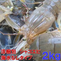 活梱包「海水なしタイプ！しゃこえび 2ｋｇ」40-64匹）蝦蛄海老 シャコエビ