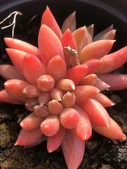 多肉植物　エケベリア　鳳仙花(ほうせんか)   2-3頭　抜き苗　１株