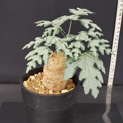 J705【自社養生株】アデニア　ペリエリ（現地球・発根株・鉢植え）【塊根植物】