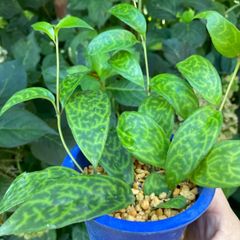 エスキナンサス、マルモラタス