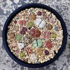 6DSS かわいい15苗のセット リトープス カラフルセット 多肉植物