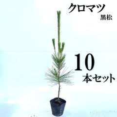 クロエゾマツ　20本 クロエゾマツ 20本 - メルカリ