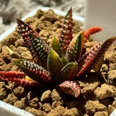 2024年最新】ハオルチア 多肉植物の人気アイテム - メルカリ