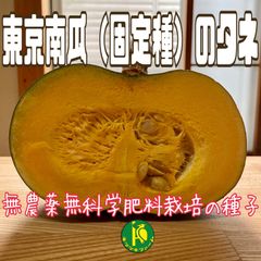 東京カボチャ（南瓜固定種）のタネ25粒　無農薬・無化学肥料栽培のタネ