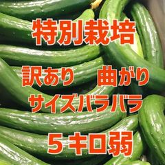 終了間近‼️農家直送美味しいきゅうり！ 5キロ弱！ サイズバラバラ！ 曲がりきゅうり　訳あり　きゅうり　5キロ　5kg　産地直送品
