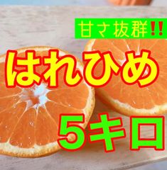 はれひめ5キロ