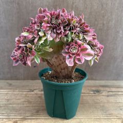 アエオニウム ピンクウィッチ 綴化 ① ベンケイソウ科 アエオニウム属 Aeonium 現品 観葉植物 観葉 植物 珍奇植物 珍奇 珍しい レア 希少 インテリア 多肉植物 多肉  カクタス インテリア グリーン 斑入り 錦
