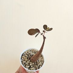 ⑩　♡ミニ株♡〚フィランサス・ミラビリス〛Phyllanthus Mirabilis 塊根植物 コーデックス ポット発送