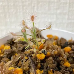 2024年最新】ピグミードロセラ 食虫植物の人気アイテム - メルカリ