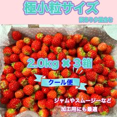 極小粒 2kg✖️3箱 紅ほっぺ いちご 🍓 〜農家直送〜