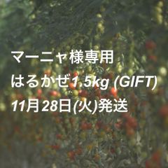 【マーニャ様専用】高糖度ミニトマトはるかぜ1.5kg
