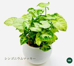 tomo様確認用☆ tomo様確認用☆