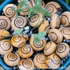 ガーデンオブジェ カタツムリ 殻 20個セット 小さい かわいい 樹脂 庭 かたつむり ガーデンオーナメント  ガーデニング 雑貨 ガーデン雑貨 ガーデンインテリア ガーデン インテリア 庭の装飾 お洒落 おしゃれ 8-14