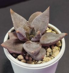 エケベリア  原種  フミリス カマルゴ humilis Camargo  ケーレス実生苗 月曜or火曜日発送。