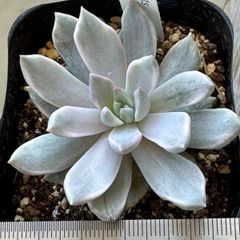 古都の葉さん 小桃いろは 札付き・抜き苗 メルカリ便 大セール‼️古都の葉さん苗❣️小桃いろは❣️札付き❗️多肉