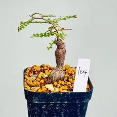 2025年最新】オペルクリカリア パキプス パワータンクの人気アイテム