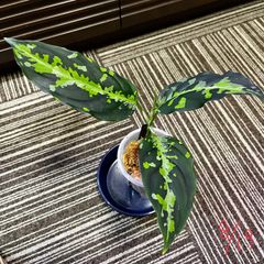 アグラオネマ　ピクタム　Aglaonema pictum tricolor from Pulau Nias ［HW0819-01z］タグ付き
