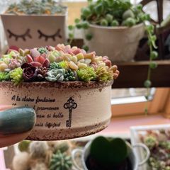 多肉植物寄せ植え そのまま飾れる ちま寄せ花車 - メルカリ 多肉植物寄せ植え そのまま飾れる ちま寄せ花車 - メルカリ