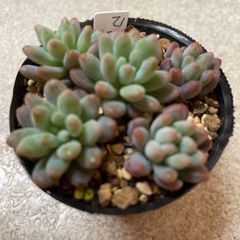 多肉植物パールビーン 抜き苗 - メルカリ 多肉植物パールビーン 抜き苗 - メルカリ