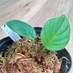 ホマロメナsp.hairy ランガット産（現物発送）