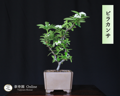 『ピラカンサ』 小品盆栽【泰寿園Online】現品 一点物 雑木 真柏 松柏 松 初心者 室内 鑑賞 趣味 卓上盆栽 盆栽鉢 グリーン 和 ギフト プレゼント ミニ盆栽 誕生日 母の日 父の日 敬老の日 記念日 お祝い 優良葉性 インテリア 3