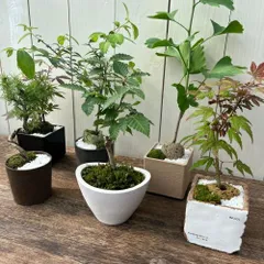 2026年最新】ブナ盆栽の人気アイテム - メルカリ