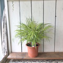 風知草7号鉢