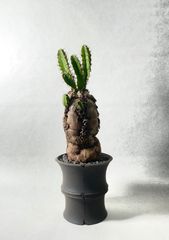 a18 アデニウム ドワーフ タコ足 塊根植物 コーデックス アラビカム 71nchApgnCL._UF350,350_QL50_.jpg