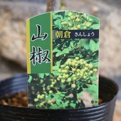 無農薬 朝倉山椒 鉢ごと発送 楽天市場】5月から9月葉があります無農薬栽培葉山椒 鉢植え 山椒