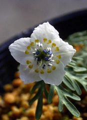 モンソニア ムルチフィダの白花株 開花済み 花芽あり 【良型】 白01
