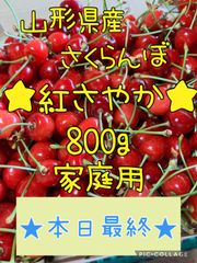 山形県産さくらんぼ「紅さやか」800g   家庭用