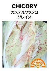 ＜野菜の種＞チコリー カステルフランコ グレイス 　0.3ｍｌ　約150粒