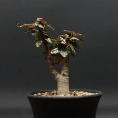 "Boswellia nana" ボスウェリア ナナ 管理2171