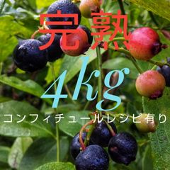 冷凍完熟ブルーベリー4kg(全国送料込み)