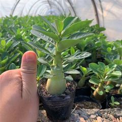 【期間限定出品】ハオルチア 「出藍」 H. 'Shutsuran'　多肉植物 ハオルチア 「出藍」 H. 'Shutsuran' 多肉植物 - メルカリ