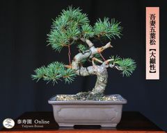 盆栽 黒松大品盆栽‼️大特価‼️引き取り限定‼️ - メルカリ