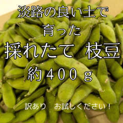 訳あり 採れたて 淡路の枝豆